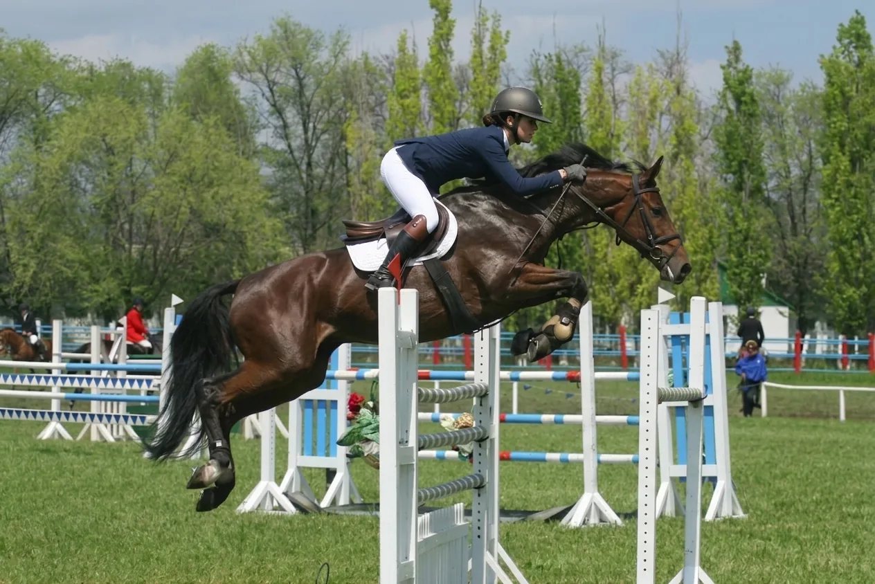 Salto de obstáculos internacional de élite — Golden Horses Spain