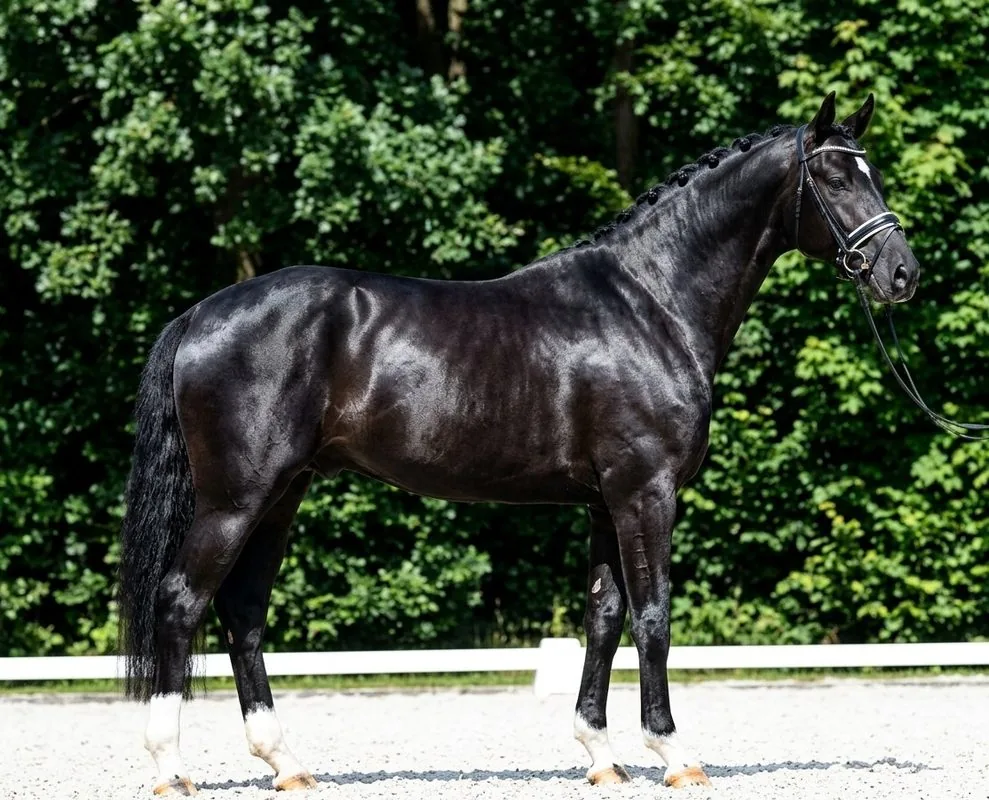 Sport Horse Golden Horses Spain