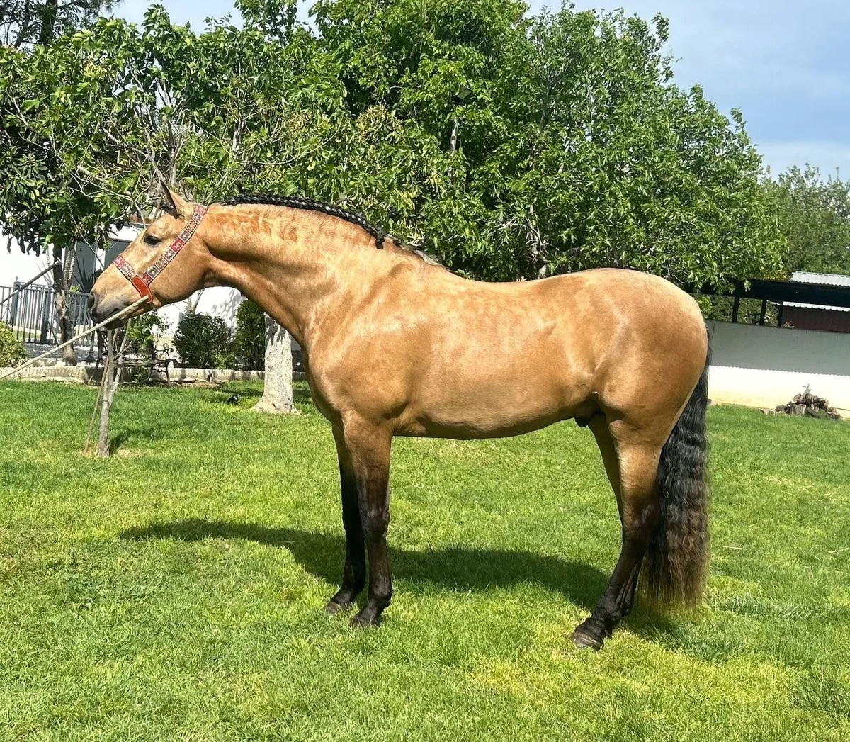 Cigüeño VP - PRE Potro Bayo Cremello