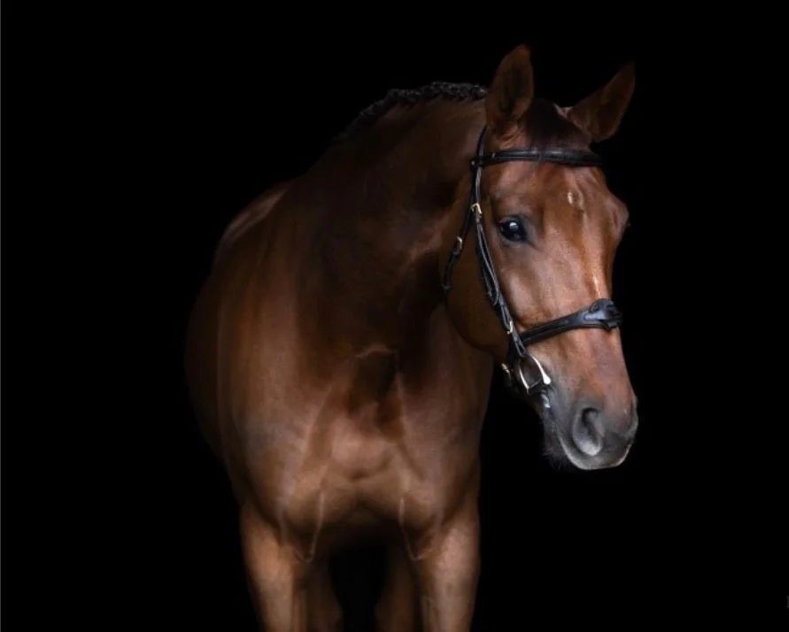 Caballo de deporte castaño de salto — 6 años, proyecto GP — Golden Horses Spain