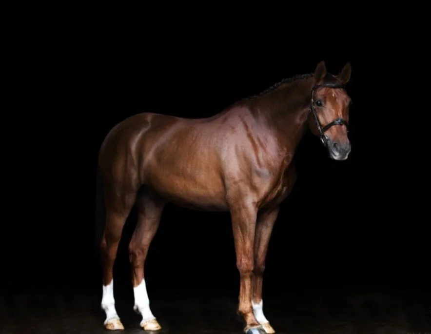 Castrado de salto Pegaze x Wandor 1,25 m — Golden Horses Spain