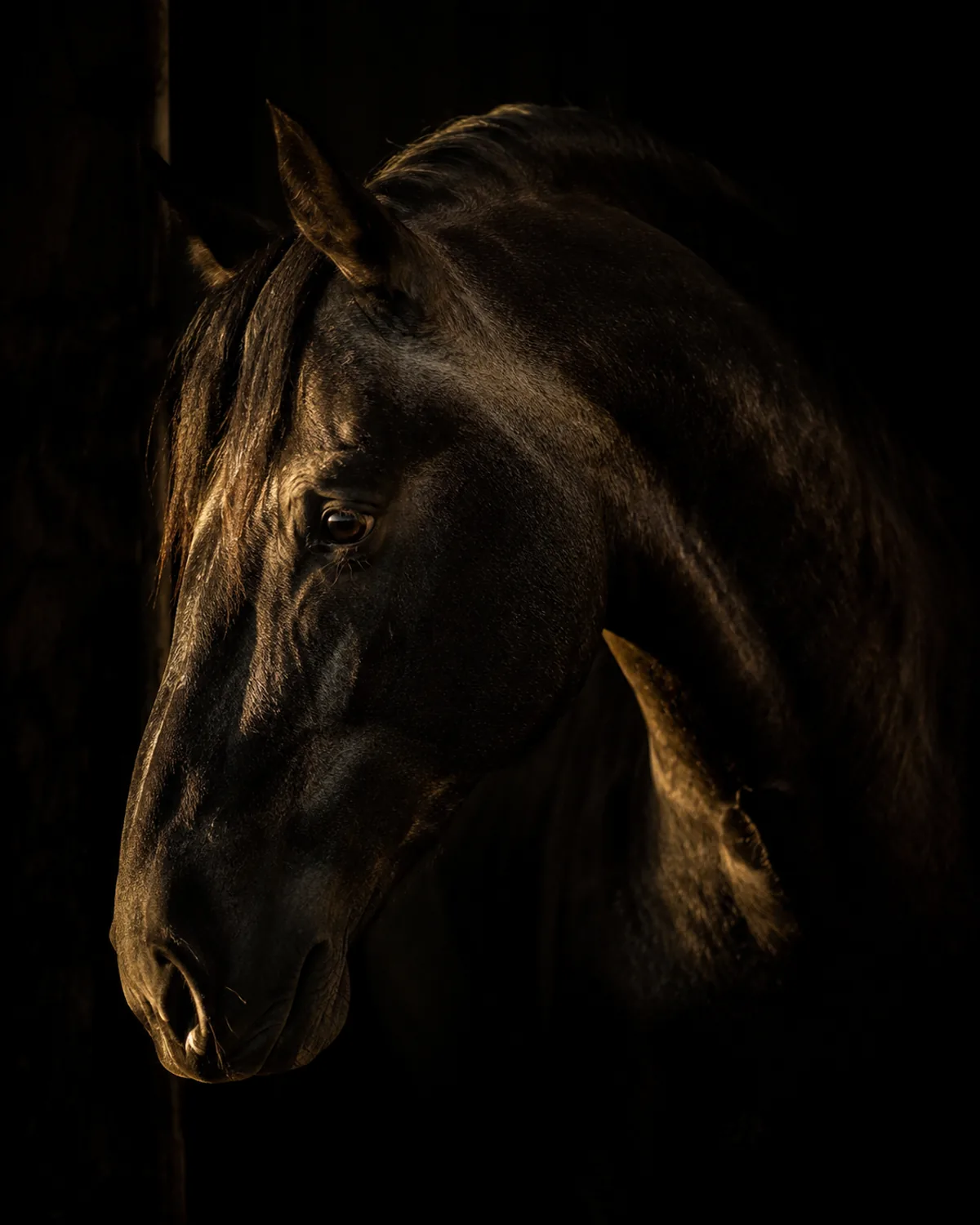 Proceso Golden Horses